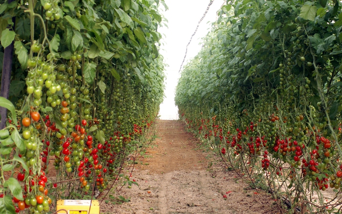 Thông Tin Về Cà Chua Israel