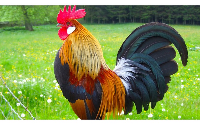 Hình ảnh con gà trống đẹp nhất dành cho các bạn đam mê gà chiến
