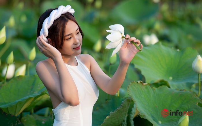 Đầm sen trắng bung nở hút hồn người yêu hoa ở ngoại thành Hà Nội |  baotintuc.vn