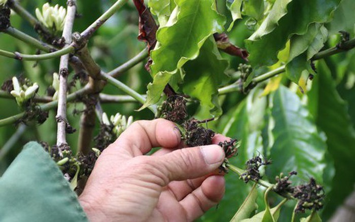 Nguyên Nhân Gây Thối Hoa Cà Phê - Nhận Diện Nhanh và Xử Lý Triệt Để 2 photo1674625087427 16746250876821844267077