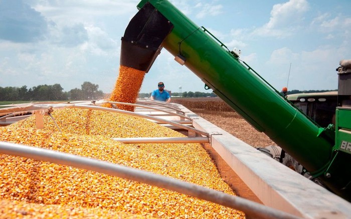 Mỹ đang đánh mất 'ngôi vương' xuất khẩu ngô vào tay một quốc gia Nam Mỹ: là  nhà cung cấp số 1 mà Việt Nam đã tăng mua gần 300% trong 7