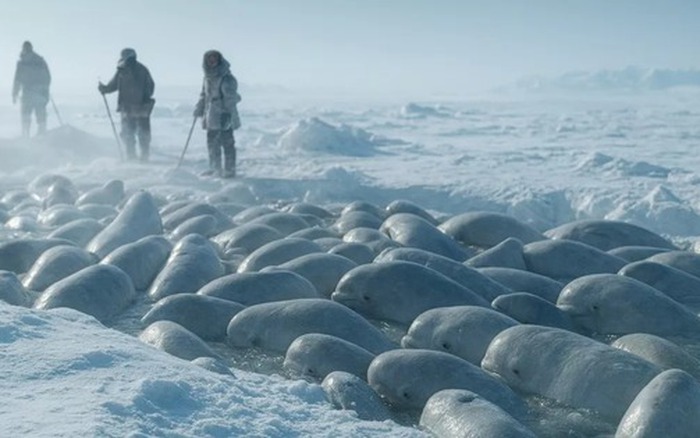 Tại sao 'Chiến dịch Beluga' lại dùng âm nhạc cổ điển để giải cứu 2.000 cá  voi trắng giữa biển băng Bắc Cực?