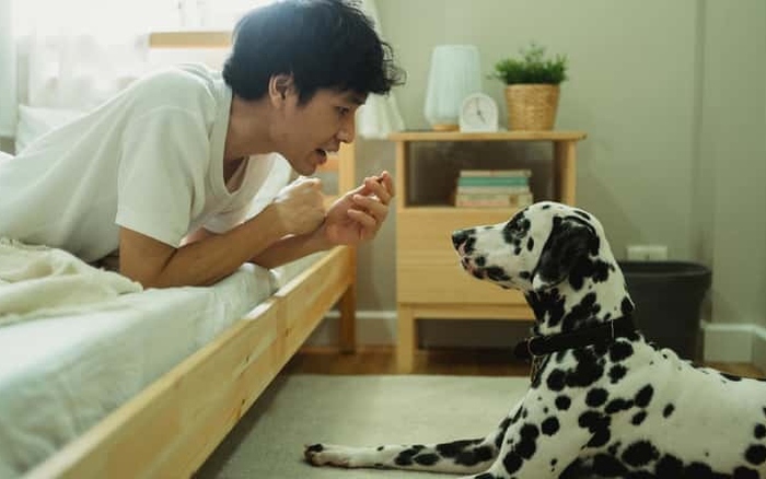 “phiên dịch” ngôn ngữ thú cưng với độ chính xác lên tới 95%